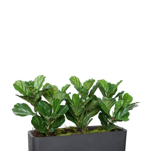Planta semi-artificiala Ila, Ficus Lyrata Fence Green - 120 cm